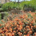 Helianthemum en rocaille